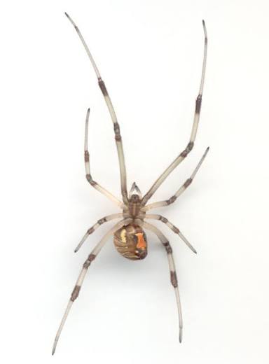 Brown Widow Spider